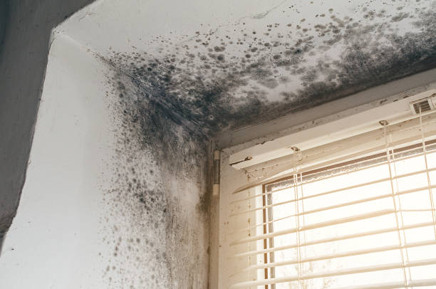 Affordable Attic Mold Remediation solutions in Franklin, MI